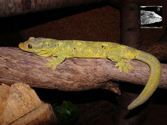 Rhacodactylus trachyrhynchus