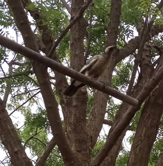 Lamprotornis albicapillus