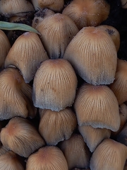 Coprinellus micaceus