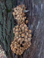 Coprinellus micaceus