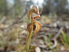 Pterostylis lepida
