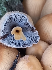 Coprinellus micaceus