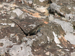 Trachylepis punctatissima