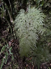 Hymenophyllum flexuosum