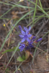 Codonorhiza elandsmontana