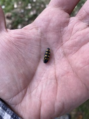 Buprestis octoguttata