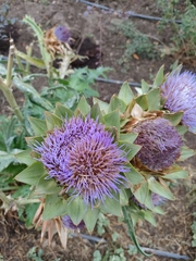 Cynara