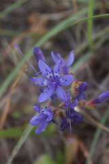 Codonorhiza elandsmontana