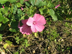 Malva trimestris