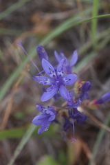 Codonorhiza elandsmontana