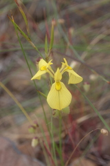 Moraea cooperi