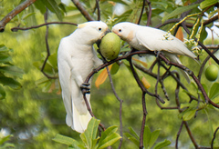 Cacatua goffiniana × Cacatua sulphurea