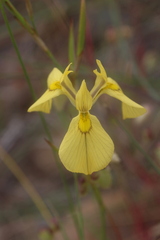 Moraea cooperi