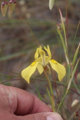 Moraea cooperi