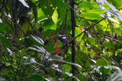 Platysteira castanea