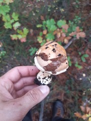 Leucopaxillus gentianeus