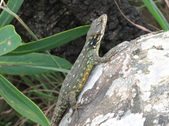 Pseudocordylus subviridis