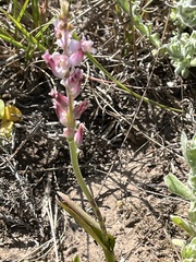 Lachenalia orchioides