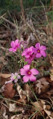 Oxalis articulata