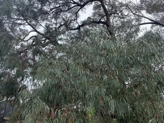 Eucalyptus cephalocarpa