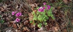 Oxalis articulata
