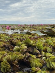 Salvinia
