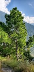 Pinus roxburghii