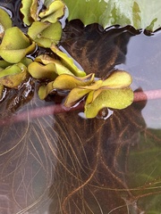 Salvinia