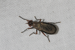 Coremacera marginata