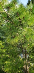 Pinus roxburghii