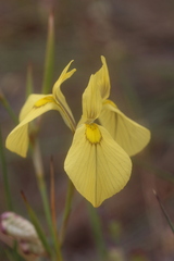 Moraea cooperi