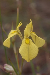 Moraea cooperi