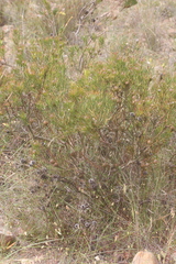 Leucadendron lanigerum lanigerum