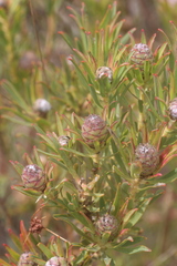 Leucadendron lanigerum lanigerum