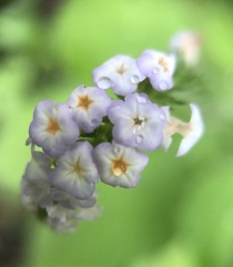 Heliotropium