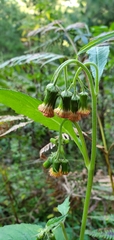 Crassocephalum crepidioides