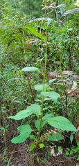 Crassocephalum crepidioides