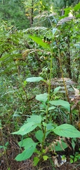 Crassocephalum crepidioides