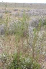 Leucadendron corymbosum