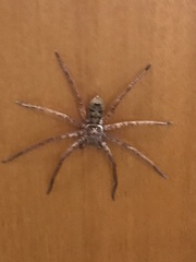 Heteropoda jugulans