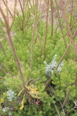 Leucadendron corymbosum