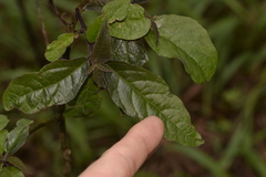 Clerodendrum tomentosum