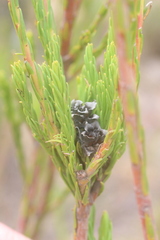 Leucadendron corymbosum