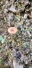 Lichenomphalia
