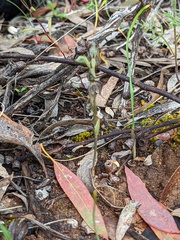 Pterostylis lepida