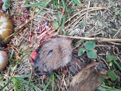 Microtus arvalis