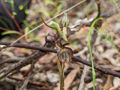 Pterostylis lepida