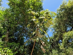 Cecropia pachystachya