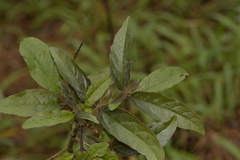 Clerodendrum tomentosum
