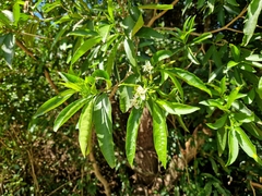 Tabernaemontana catharinensis